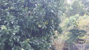 Grapefruit tree